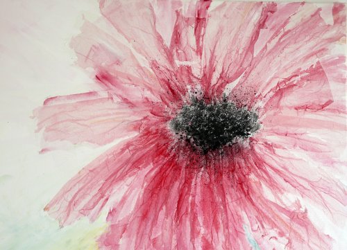 Cosmea