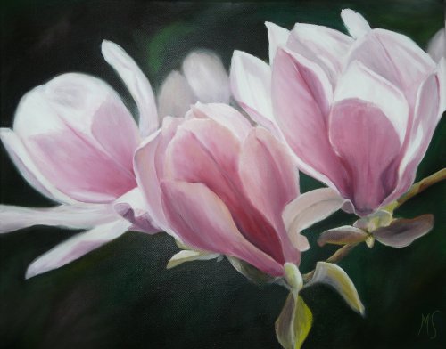Magnolien